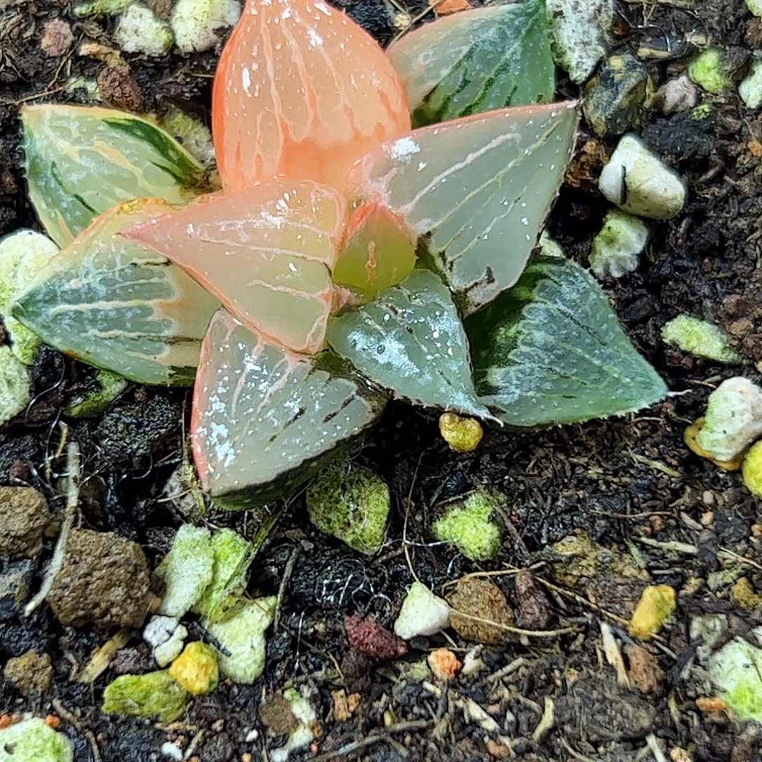 530红红火火恍恍惚惚