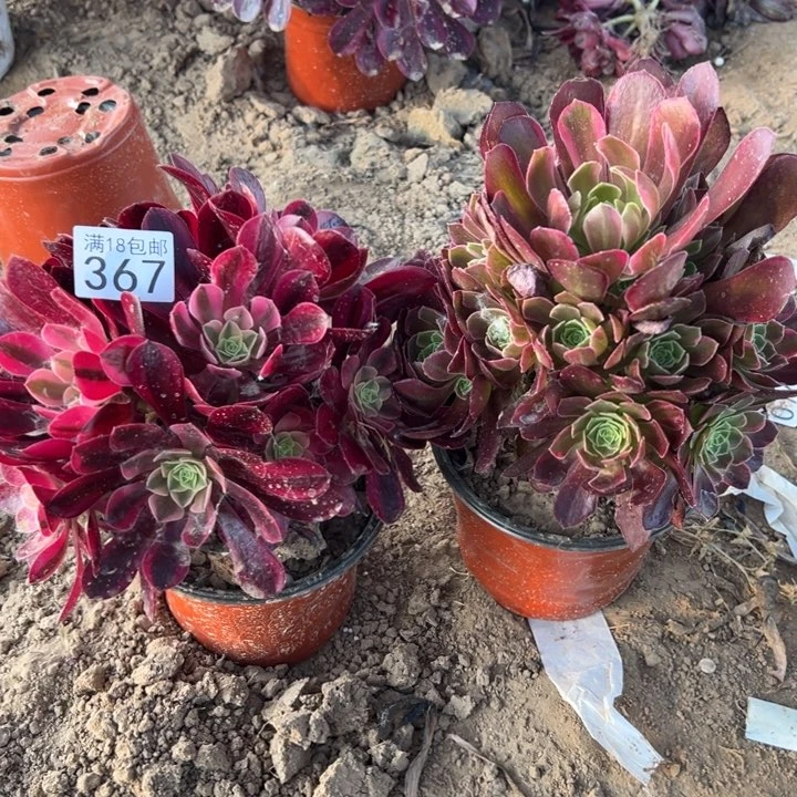 无花朵367美杜莎➕安娜西2