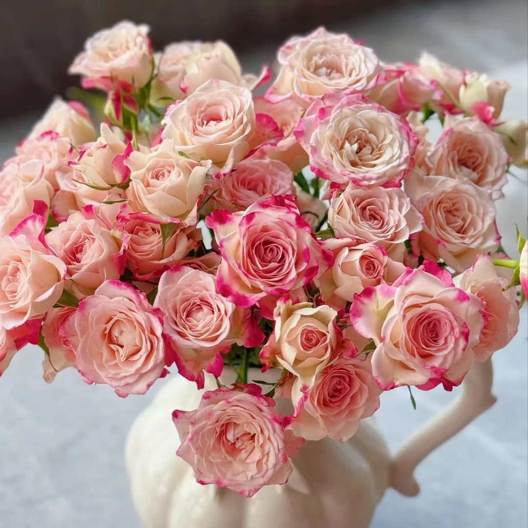 【折射多头玫瑰10枝】1单顺丰冷链包邮