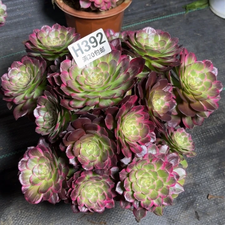 瑞妈多肉植物392