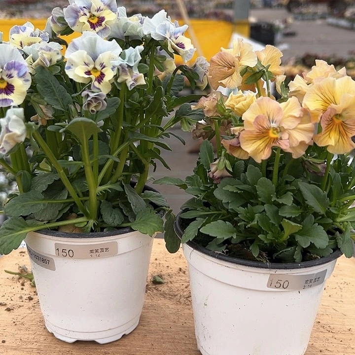 红陶抖音直播闪拍150