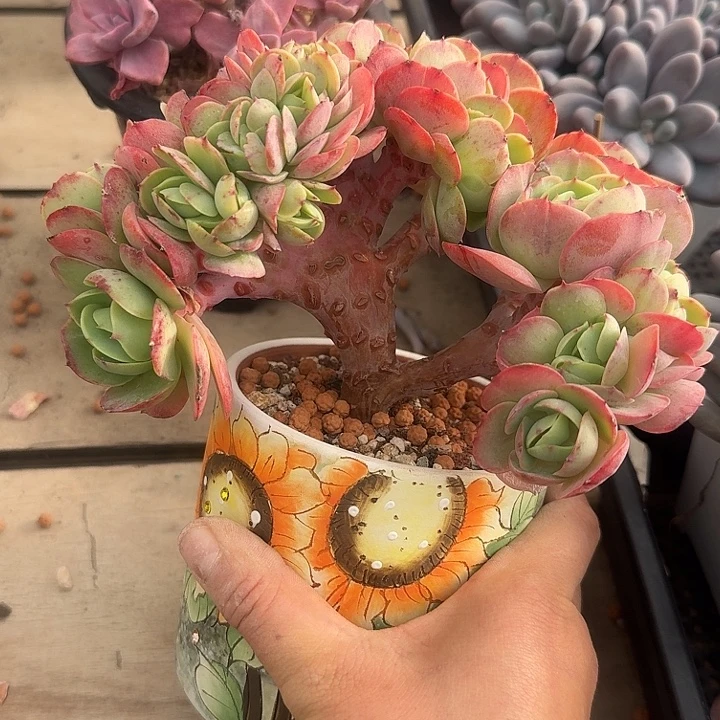 碧桃缀化多肉植物的