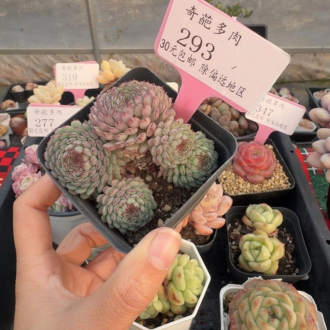 293 脱土 不包整 30元包邮非偏远