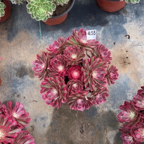 455铜壶锦朵朵多肉，