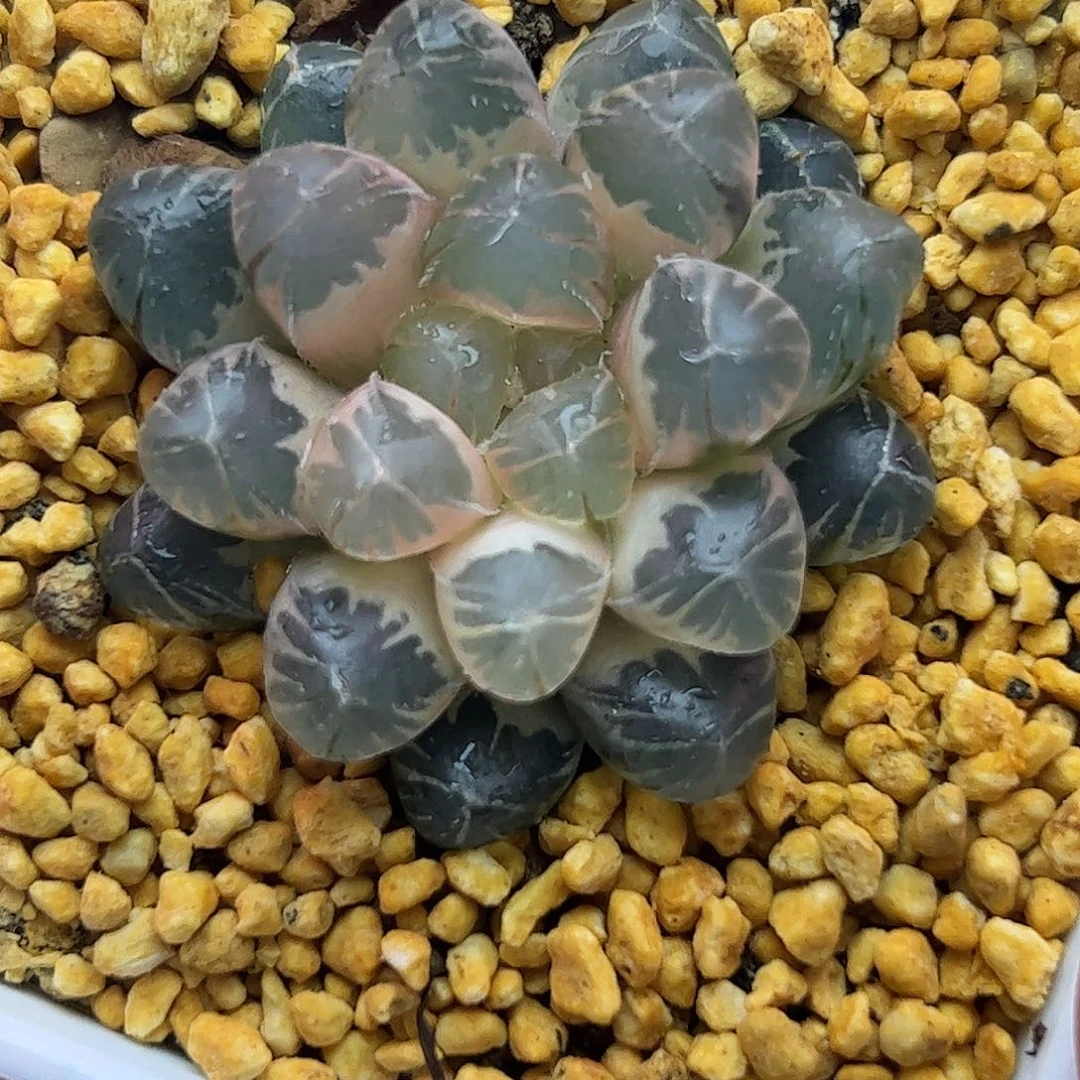 糊斑变异十二卷多肉植物