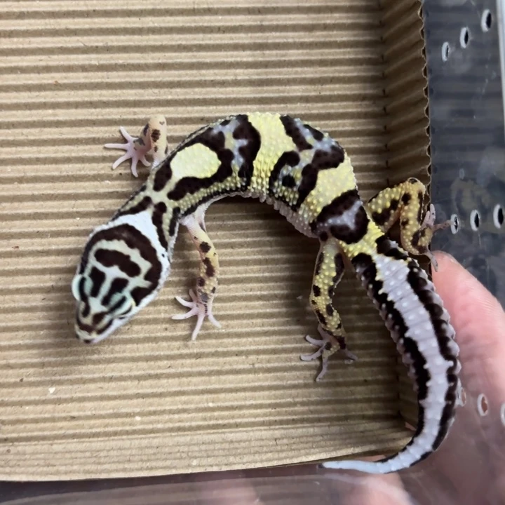 豹纹守宫万圣节土匪公