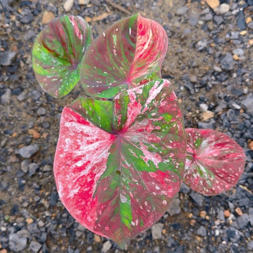 704-0722泰国发货美人鱼