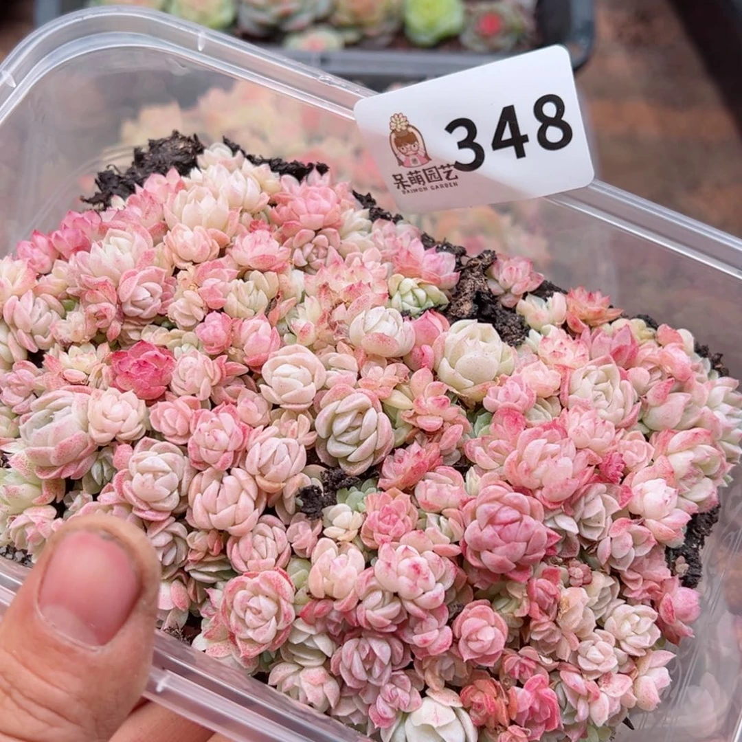 多肉植物多肉植物