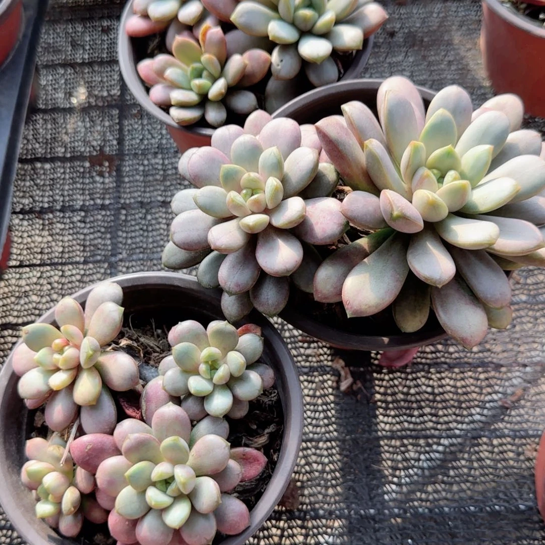 无花朵120葡萄群生