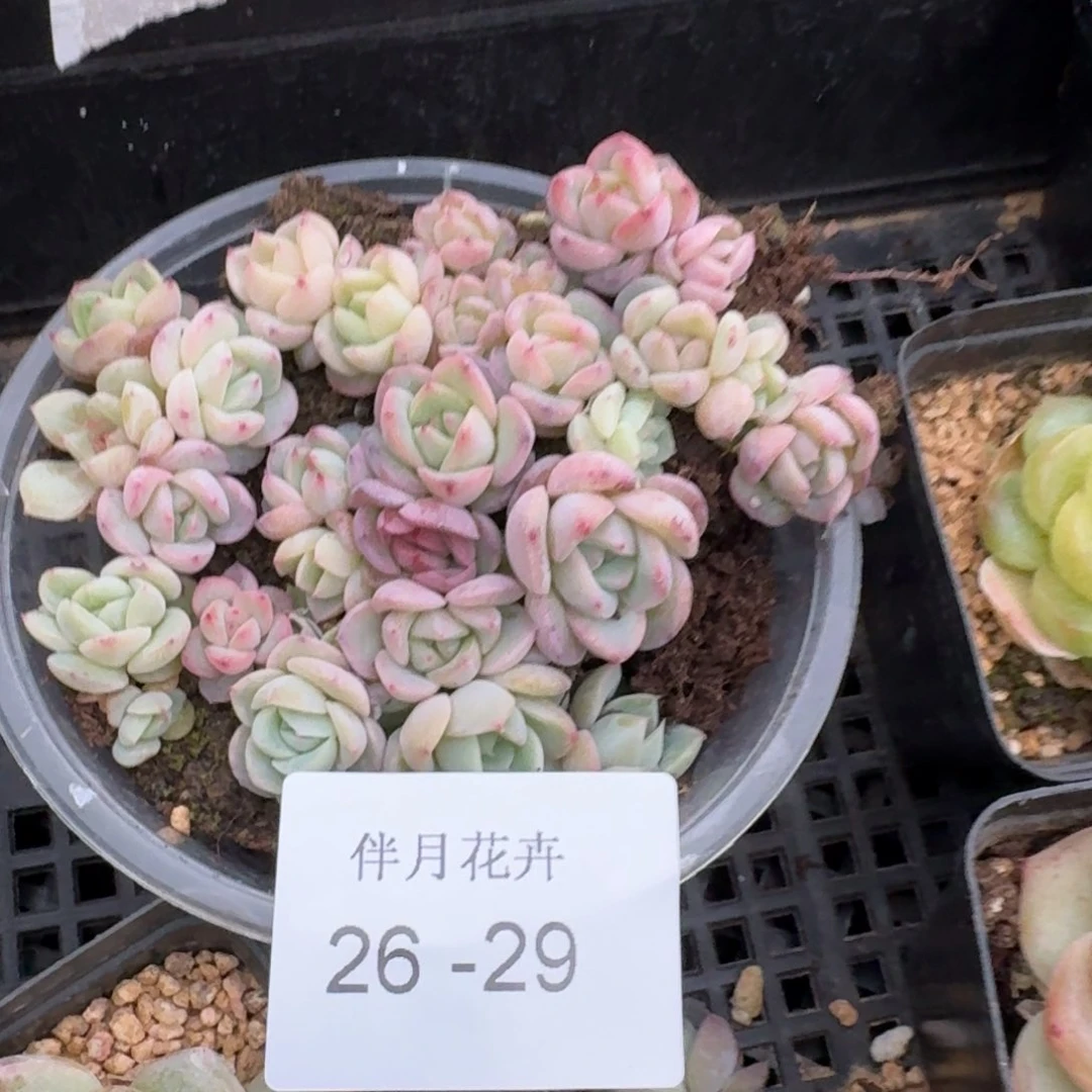珍妮切糕量拍一盒26-29