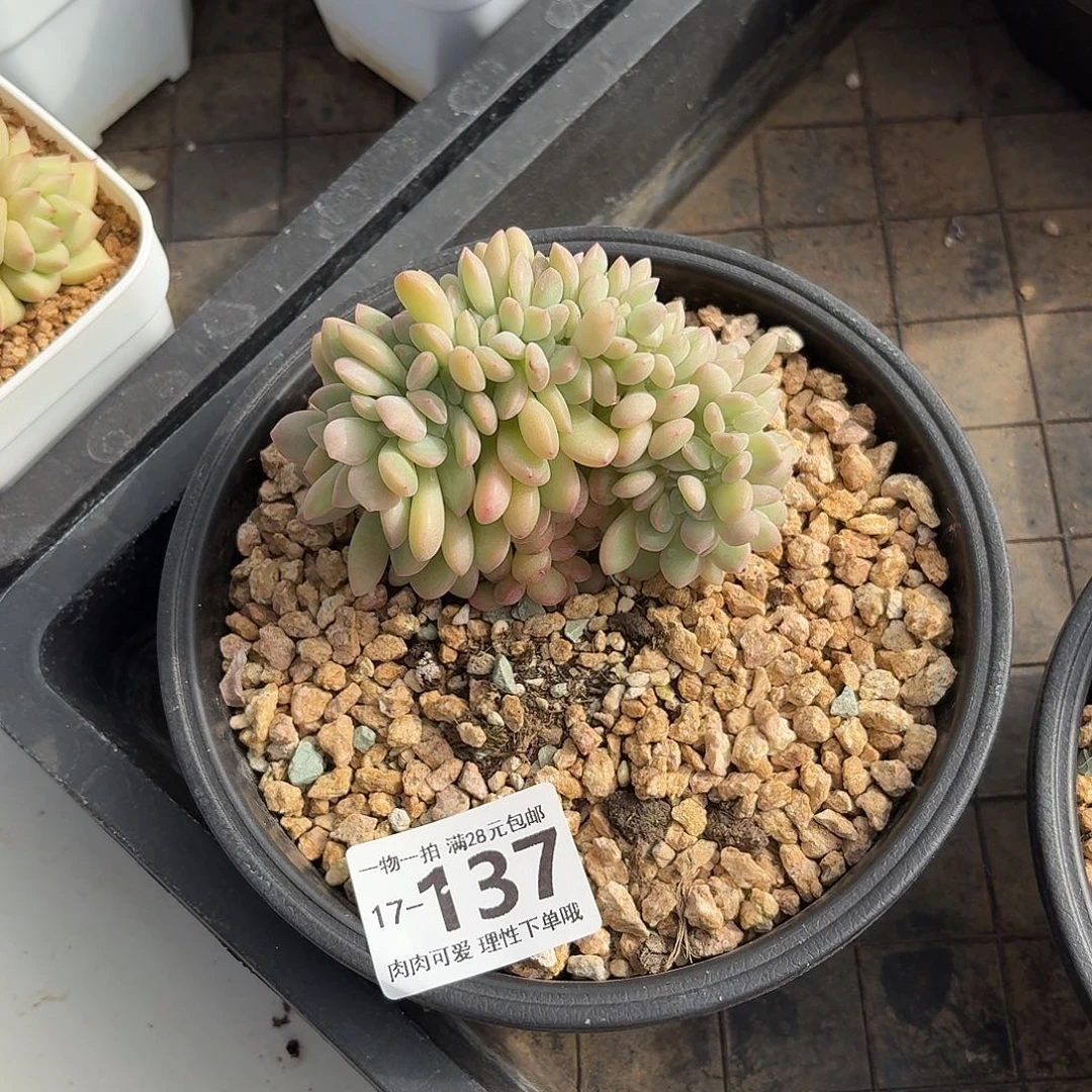 泡芙缀无盆土发货无