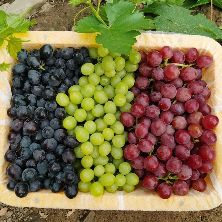 澳洲进口CC三色葡萄提子青提黑提红提组合装香甜多汁坏果包赔