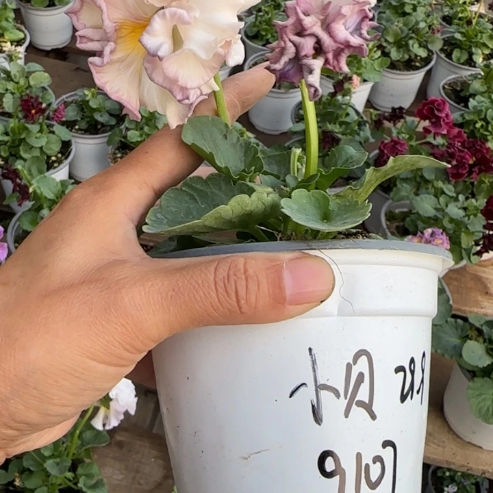 *****无花朵角堇小苗一物一拍