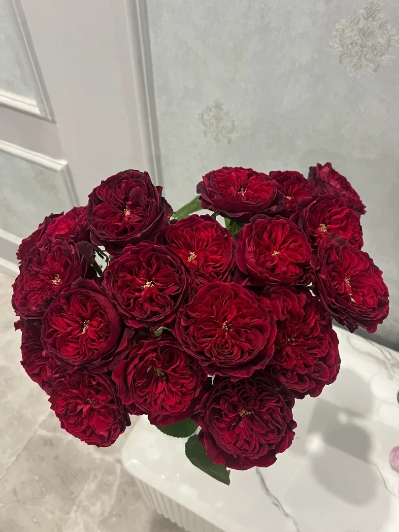 【黛丝玫瑰】苔丝玫瑰进口引进种植稀缺品种精选优质鲜切花顺丰