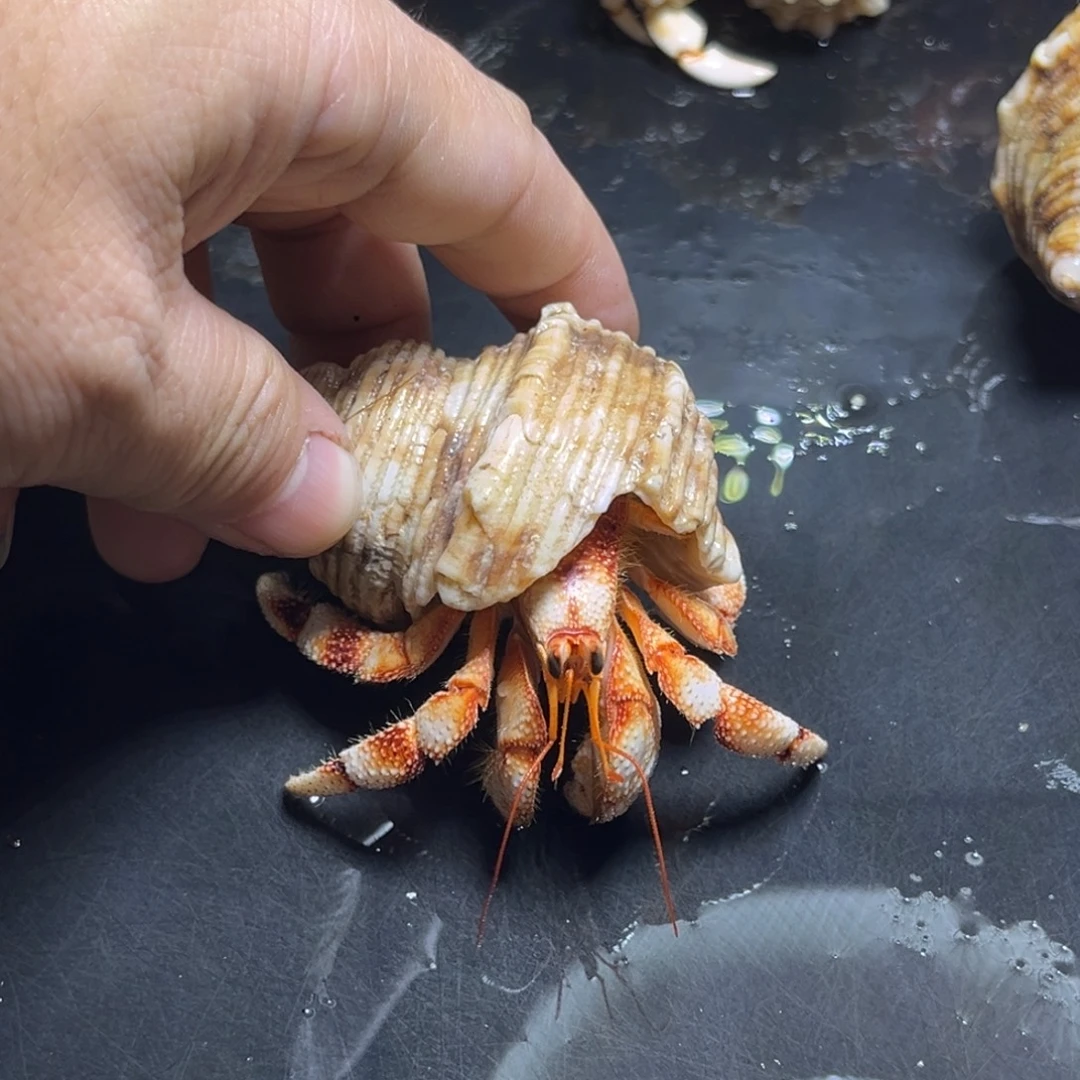 闪7号毛球2.6口径