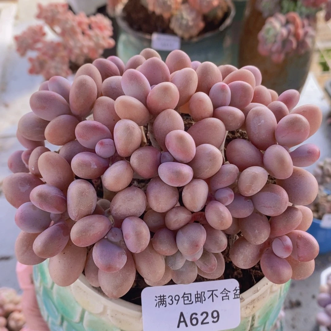 糖果桃蛋老桩11cm629多肉植物