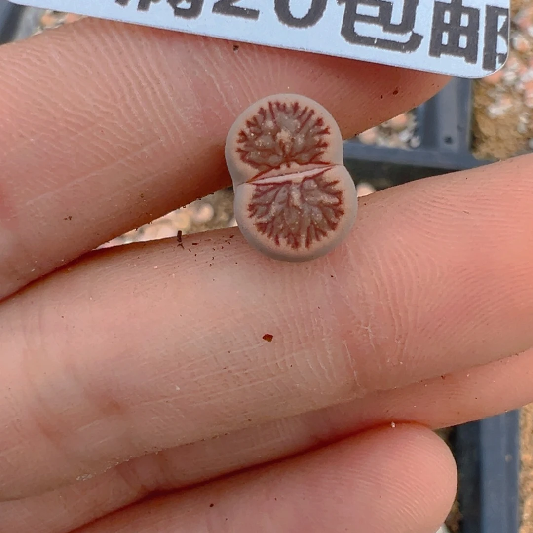 【闪购商品】415……