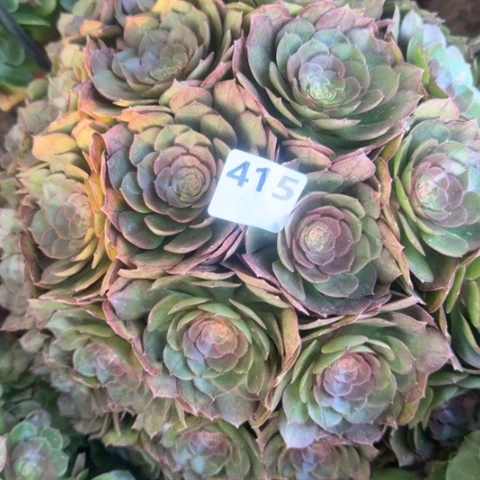 法师万包子18-26