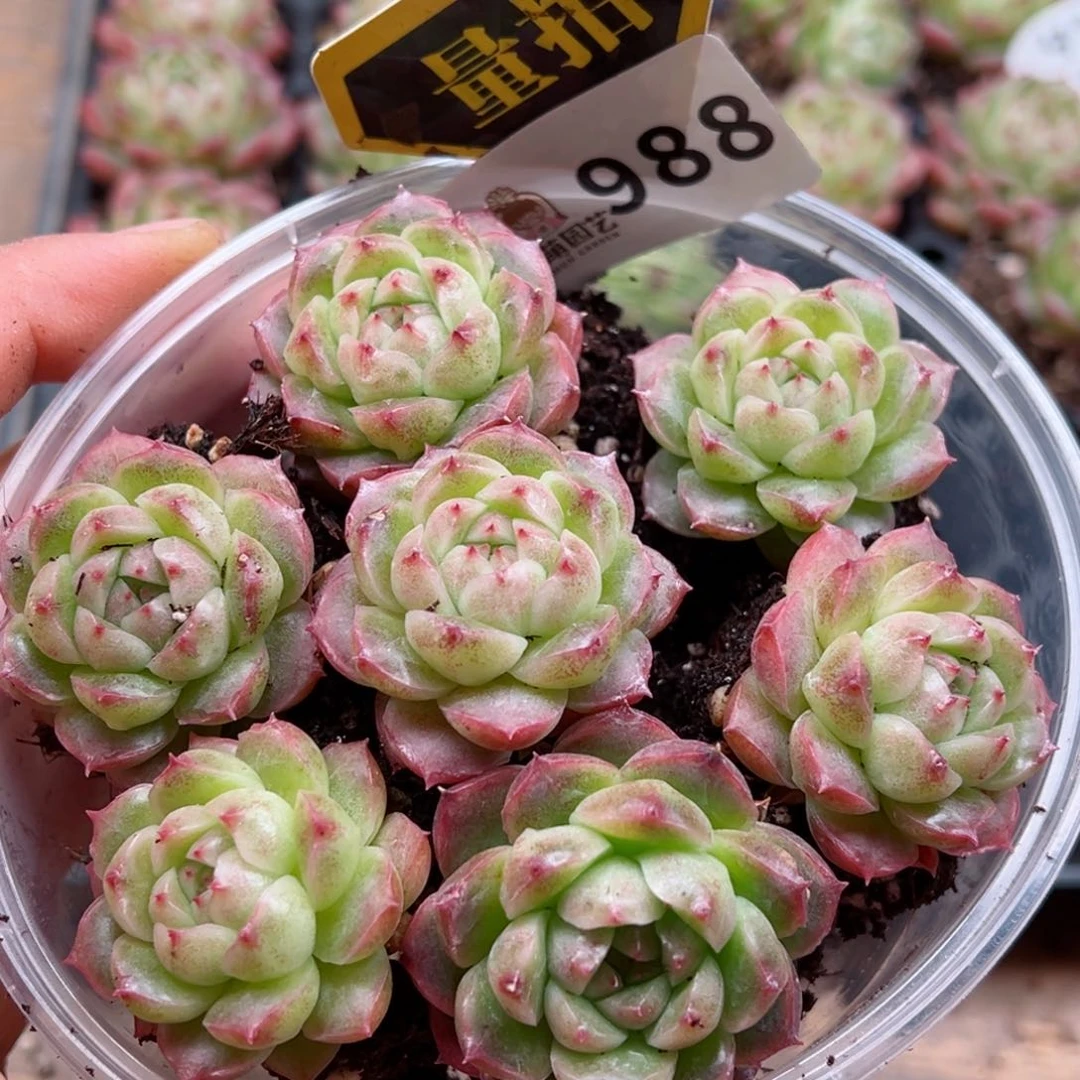 多肉植物多肉植物