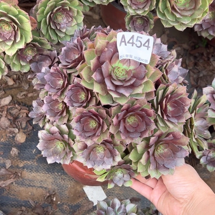 桃花石多肉植物454.