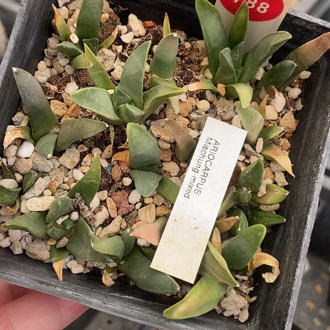 实生牡丹一颗仙人球