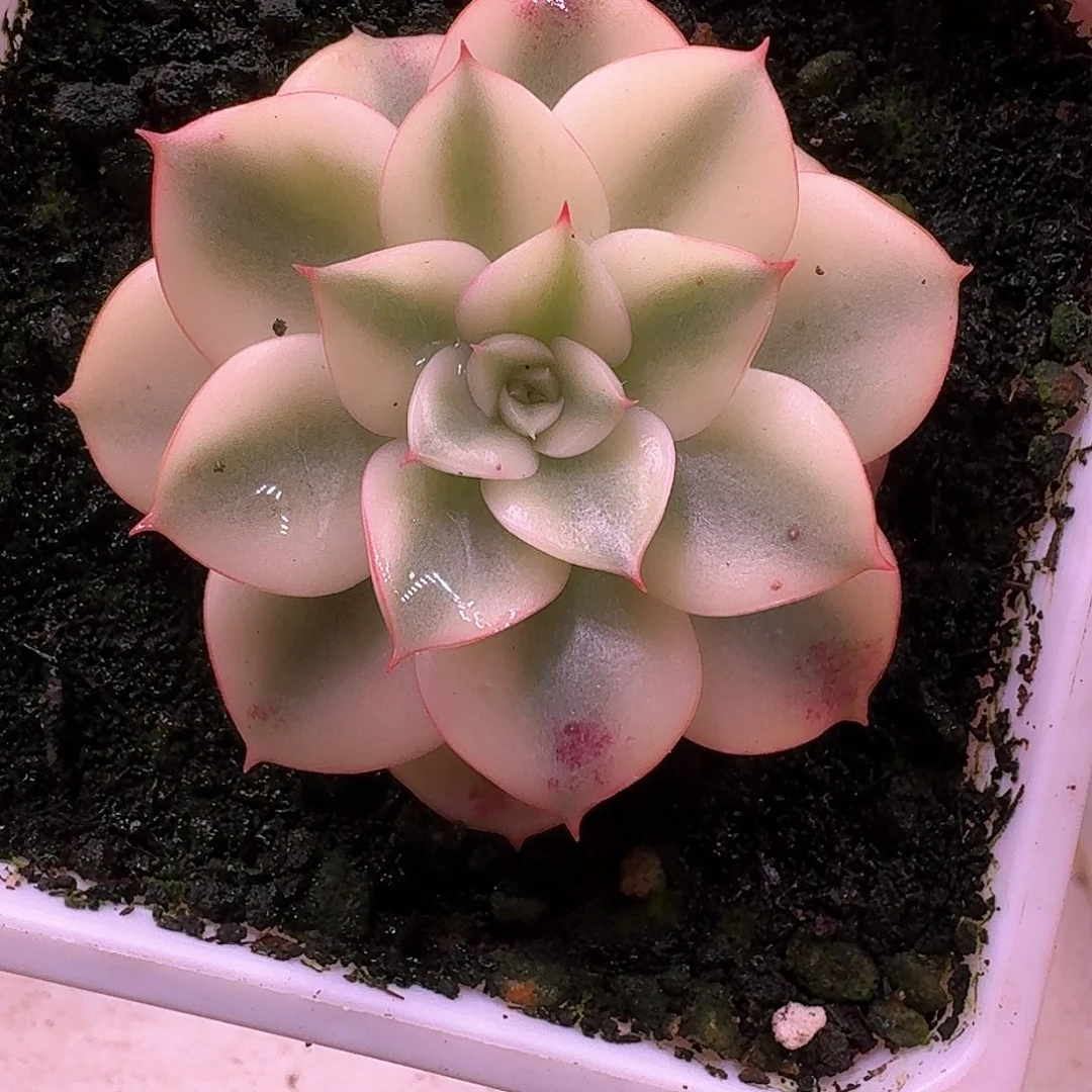 斗牛士锦多肉植物