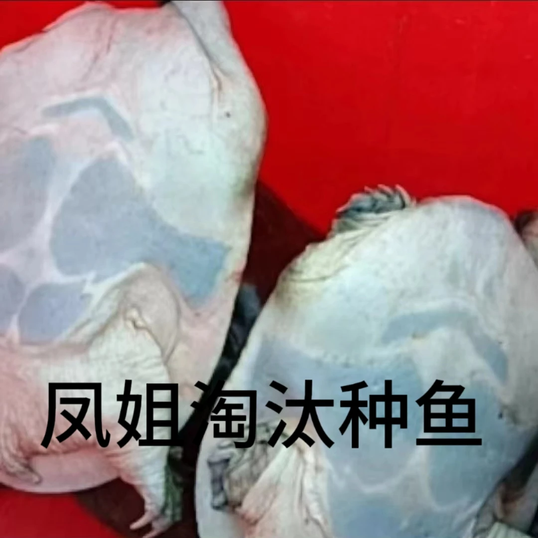 微瑕福利款中华甲鱼公母随机（收到鱼拍开箱视频死了包赔）