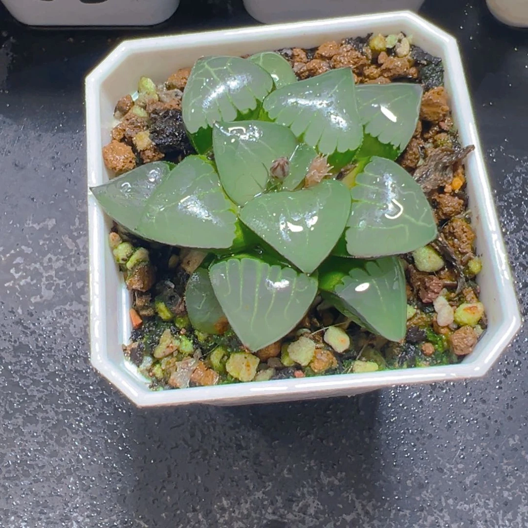 雅典娜玉露多肉多肉一颗