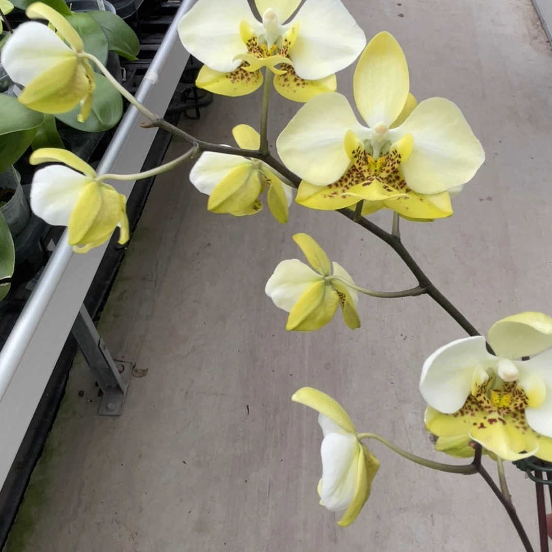 完全开放黄史-1363