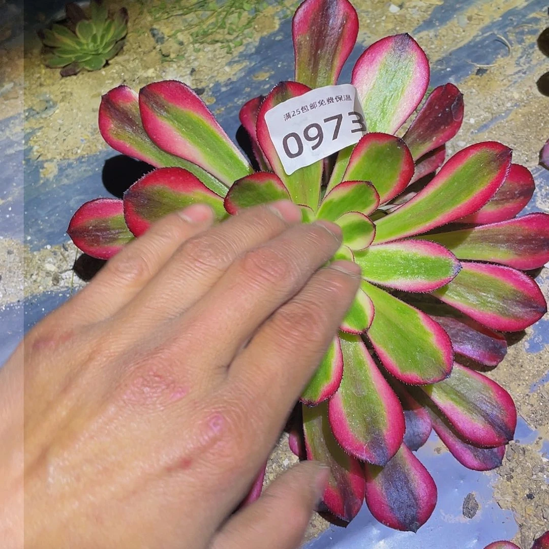 973女儿红多肉植物