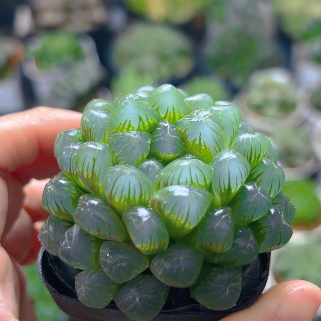 糯肌玉露多肉多肉一颗