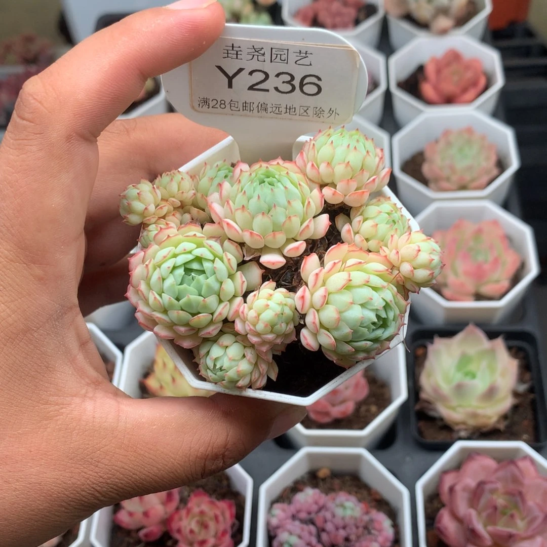 0236小红船6.0厘米