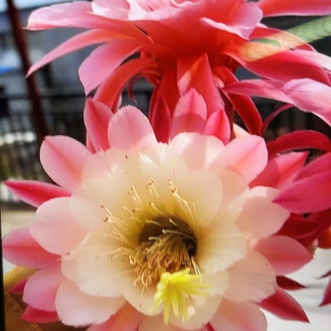 金一金妞侧牙20包邮仙人球2