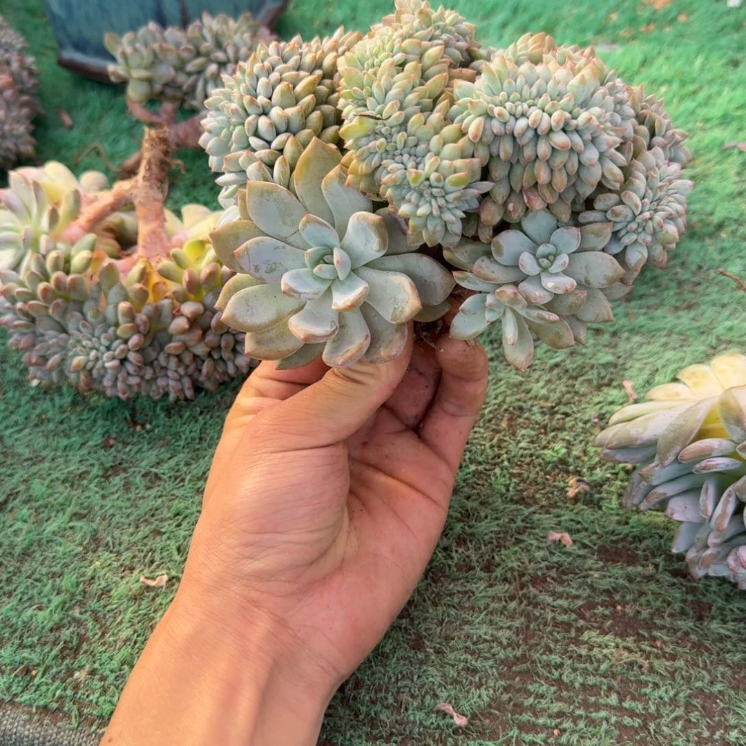 星影缀化无砍多肉