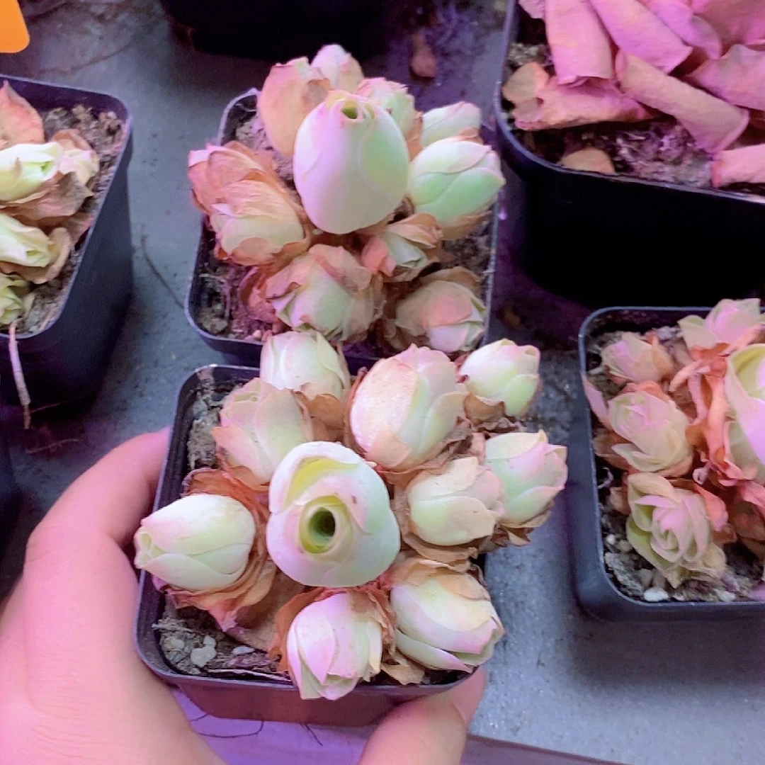 有****山地玫瑰一物一拍233姝帕水蜜桃