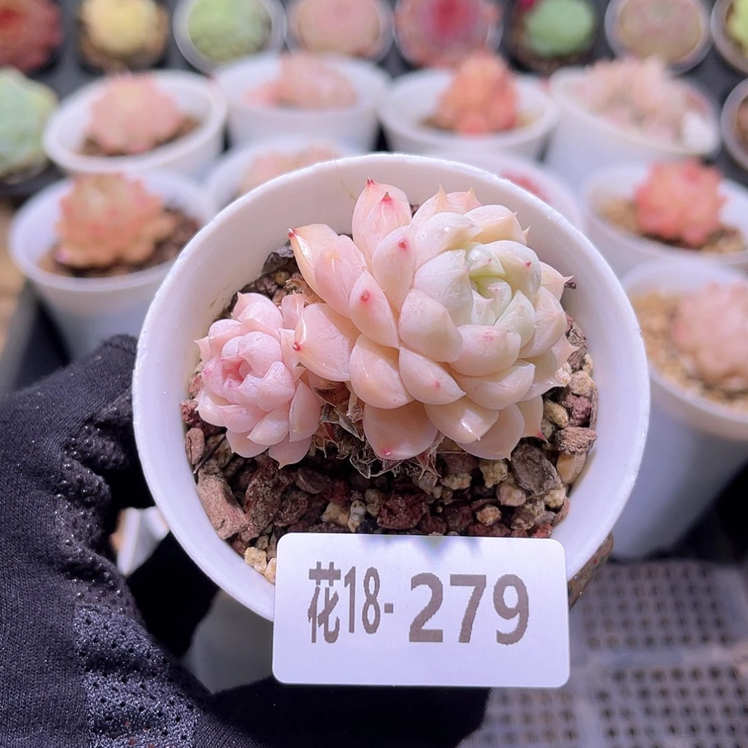 花利美18-279麦秆带仔