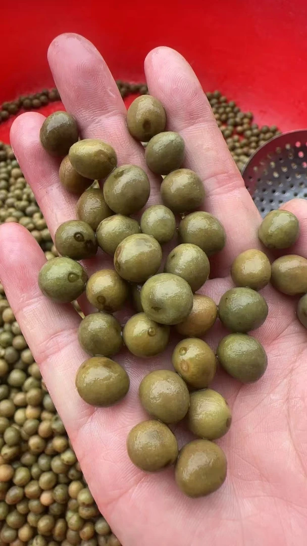 2025年新鲜鸡头果固始特产打磨带壳鸡头籽新鲜芡实软糯香甜