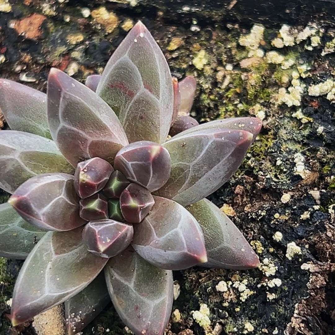 美人系列多肉植物