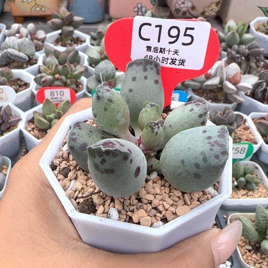十***三补差价。  195。