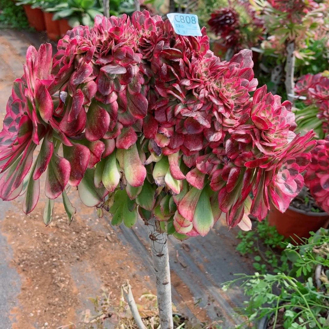 开**嘛多肉植物808荔枝