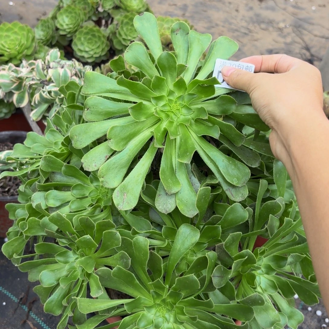 641多肉植物捧花的