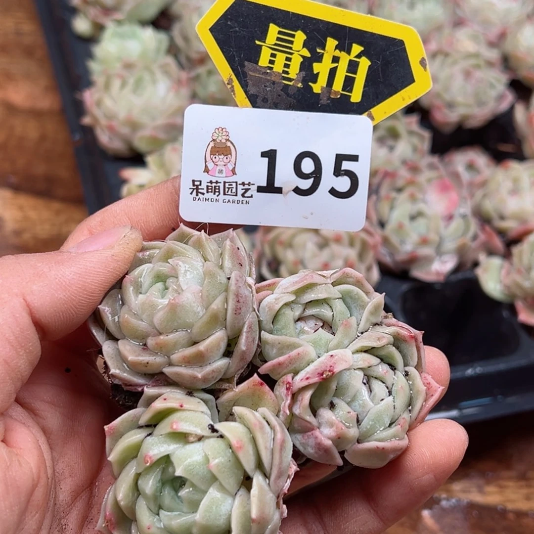 多肉植物多肉植物