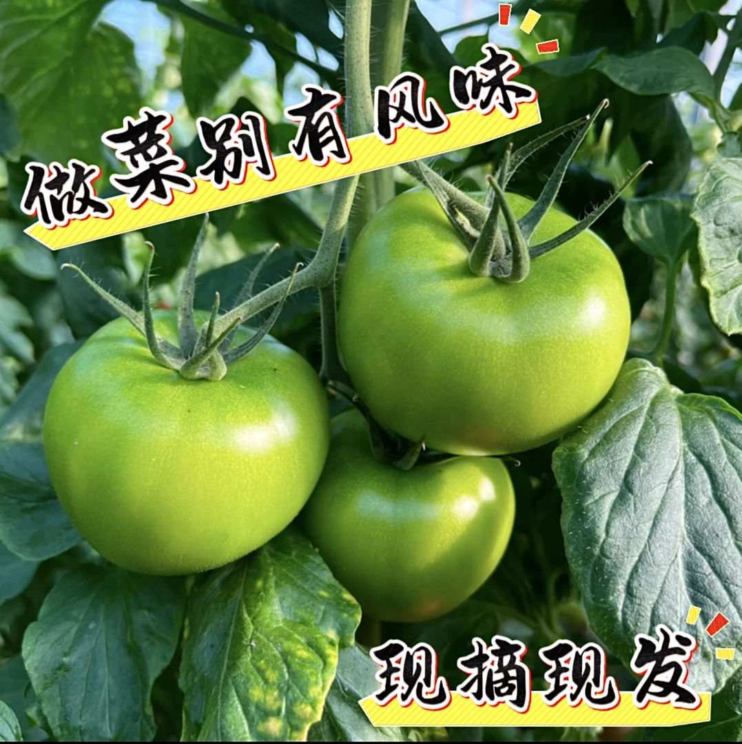 青柿子青西红柿未成熟炒菜做汤别有风味新鲜采摘只做健康番茄