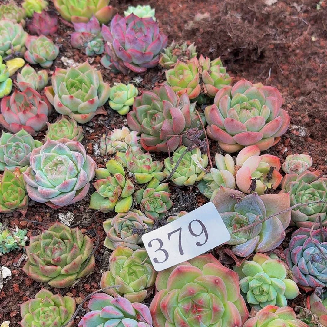 不**亮多肉植物多肉植物379