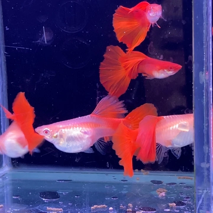 孔雀鱼大背血红3对