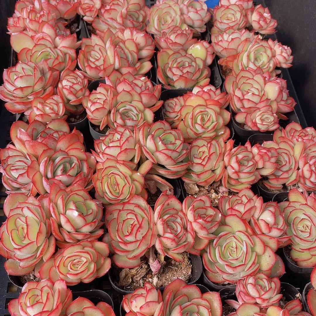 量拍150号 牡丹亭群生一个