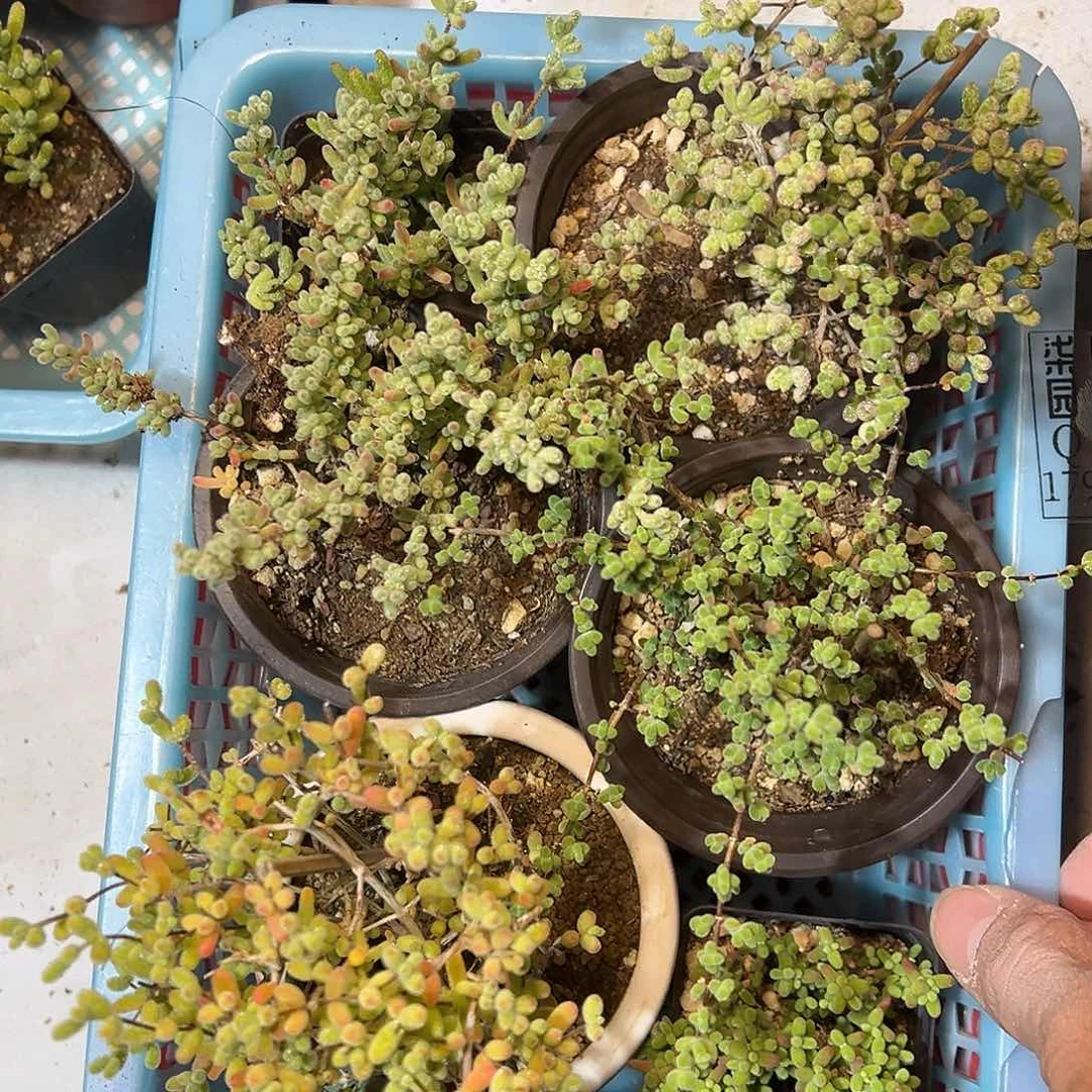 上播套餐179号精品老桩