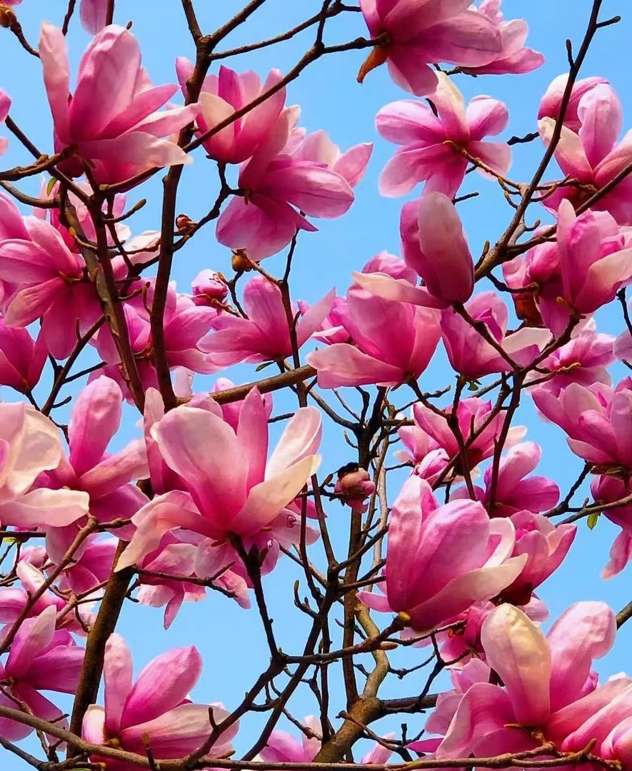 北美三乔娇红玉兰