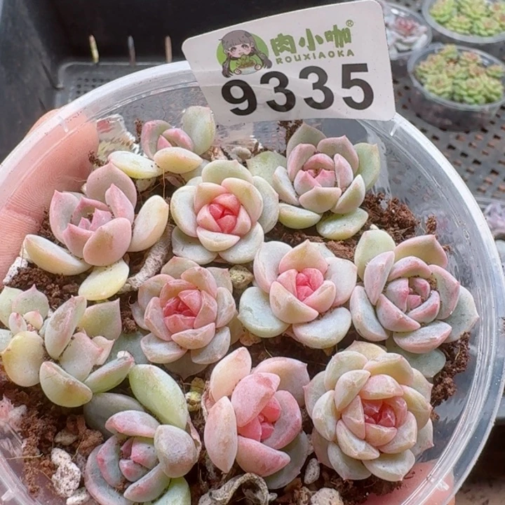 多肉植物多肉植物