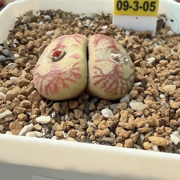 ?****欧多肉植物多肉植物608号